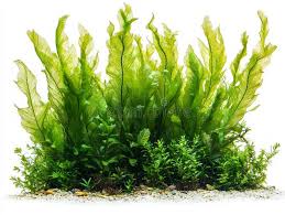 Image result for Thalassia hemprichii