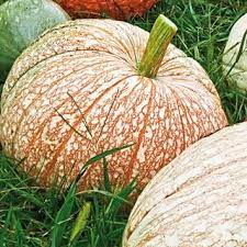 One Too Many Hybrid Pumpkin Pumpkin Fall Garden Vegetables Growing Pumpkins