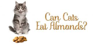 Can Cats Eat Almonds What Happens When Cats Eat Almonds
