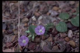 Image result for Bonamia