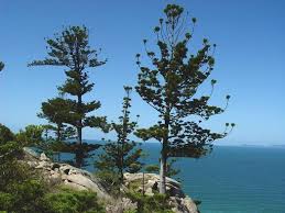 Image result for Araucaria cunninghamii