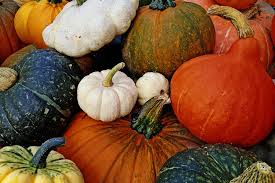 Image result for Cucurbitaceae