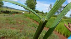 Image result for Digitaria diagonalis