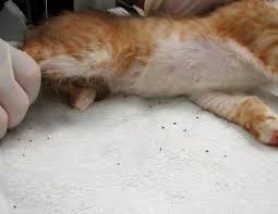 Every pet owner should be aware of the signs of a. How To Tell If Your Cat Has Fleas 5 Telltale Signs Pest Hacks Cat Has Fleas My Cat Has Fleas Fleas