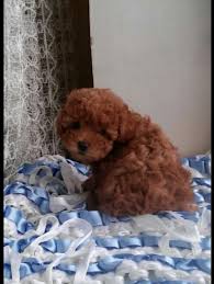 Poodle Toy Poodle Toy Kopek Kopekseverler Kopeksahiplendirme Kopekyavrusu Evcilhayvan Evcilhayvanurunleri Satilikkopekle Poodle Kopek Evcil Hayvanlar