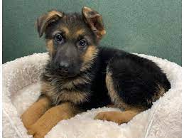 Both parents are akc registered but the puppies are. German Shepherd Dog Female Black Tan 2681880 Petland San Antonio
