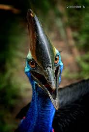 Bird That Looks Like An Ostrich Pin On Avians