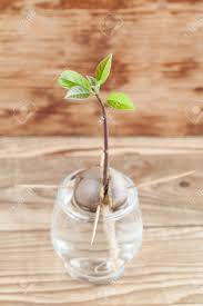 Those little white bumps are normal for plants that live in water. Avocado Seed With Root And Sppprout With Leaves In Glass With Stock Photo Picture And Royalty Free Image Image 21085570