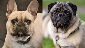 Lancaster puppies has french bulldog mix puppies for sale now from reputable breeders across pennsylvania and ohio. Frenchie Pug French Bulldog Pug Mix Info Pictures Facts Traits
