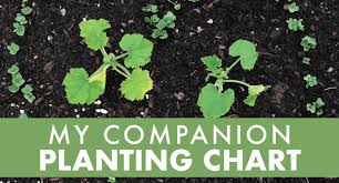 Ground cherries do exceptionally well in containers. My Companion Planting Chart Julia Dimakos
