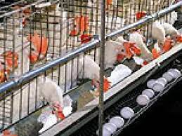 Chicken Raising Business - How To Start A Poultry Farm Business