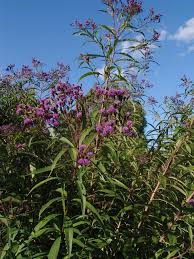 Image result for Ethulia vernonioides