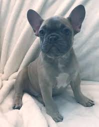 French Bulldog Black And Blue Eyes Akc Jupiter Mini Lilac With Blue Mask And Blue Eyes Male French Bulldog Puppy Companion 2000 00 Frenc French Bulldog Puppy Bulldog Puppies French Bulldog