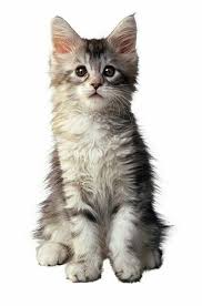 Pin By Harley Keehl On Cats Serious Cat Cat Neutering Cat Advice