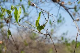Image result for Combretum mossambicense