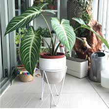 Spray your indoor caladium to imitate the moist air of a greenhouse [source: Caladium Lindenii Magnificum House Plant