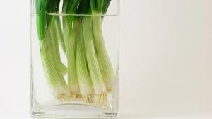 Setelah itu, potong bagian atas daun bawang. 11 Bunga Dan Sayuran Yang Dapat Tumbuh Di Air Solusi Tanaman Di Rumah Tanpa Halaman Halaman All Tribun Jatim