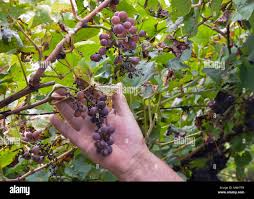 Image result for peronospora grapevine