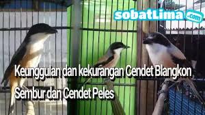 Harga burung cendet terbaru ✅bakalan ✅gacor dan berbagai macam cendet/ pentet lainnya yang ada di pasaran indonesia mulai dari harga termurah. Kelebihan Dan Kekurangan 3 Cendet Madura Cendet Bangkon Cendet Sembur Dan Cendet Peles Pilis Sobat Lima