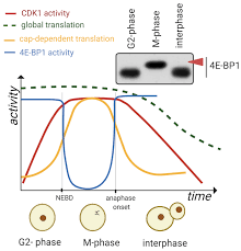 They are also involved in regulating transcription, mrna processing, and the differentiation of nerve cells. Cells Free Full Text Role Of Cyclin Dependent Kinase 1 In Translational Regulation In The M Phase Html