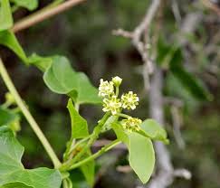 Image result for Cynanchum