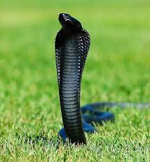 Pin On Melanistic Mammals