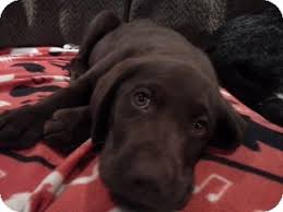 It'll make a marvelous pet and cost next to nothing after it's spayed/ neutered. Knoxville Tn Labrador Retriever Meet Bates Pup A Pet For Adoption
