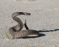 Maybe you would like to learn more about one of these? Western Diamondback Rattlesnake Facts Diet Habitat Pictures On Animalia Bio