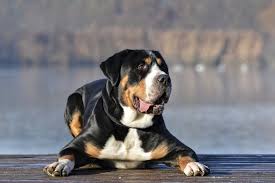 The name sennenhund refers to people called senn, herders in the swiss alps. Grosser Schweizer Sennenhund Charakter Haltung Pflege Zooplus