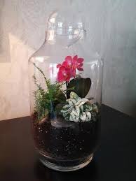 Closed Orchid Terrarium With Lemon Button Fern And Polka Dot Plant Hypoestes Terrariumideasawesome Orchid Terrarium Air Plant Terrarium Orchids