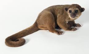 Wild animal drawings can be a fun and educational experience to help teach wild animal identification and coloring. Kinkajou Rainforest Animals Amazon Rainforest Animals Bear Stuffed Animal