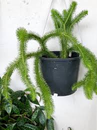 Image result for Huperzia gnidioides