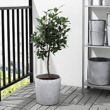 Boysenbar In Outdoor Light Grey Plant Pot 24 Cm Ikea In 2020 Flower Pots Outdoor Potted Plants Concrete Plant Pots