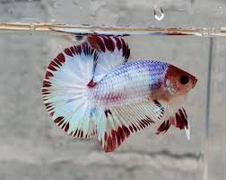 I show you my half moon plakat bettas aka hmpk. This Hmpk Betta Has Better Color Betta Fish Types Betta Fish Betta