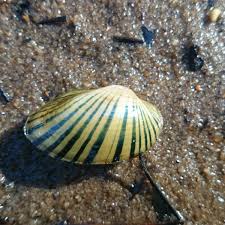 Study Spotlight: Mussel Mania in the Lower Flint River