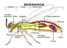 Seni Budaya Serangga Insect Dan Model Pernafasannya