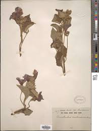 Image result for Astripomoea