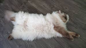 Ragdoll cats available for sale in chicago, il from top breeders and individuals. Seal Colorpoint Ragdoll Seal Colorpoint Ragdoll Cat Kittens Usa Ragdoll Kittens For Sale In Chicago Illinois Midwest Wisconsin Indiana