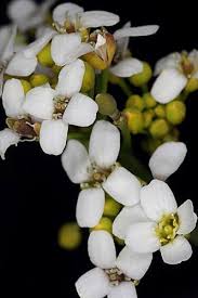 Image result for Crambe hispanica