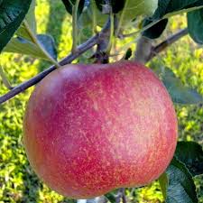 That is, the physical fruit may have contained some vitamin c and some beneficial fiber, but it was not spiritually nutritious. The Tree Of Knowledge And The Forbidden Fruit Hubpages