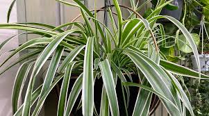 Image result for Chlorophytum comosum