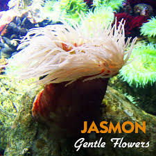 Gentle Flowers (Re-Release) | Jasmon | Lemongrassmusic