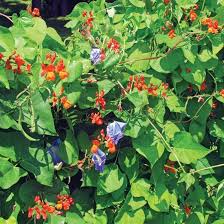 We did not find results for: Scarlet Runner Bean Ornamental Stokes Seeds
