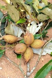 Image result for Heritiera