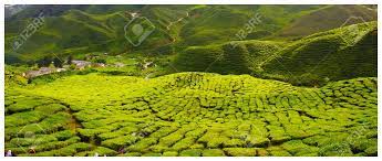 Check spelling or type a new query. Ladang Teh Stock Photo Picture And Royalty Free Image Image 16576358