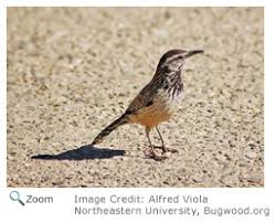 The cactus wren primarily eats insects, including ants, beetles, grasshoppers, and wasps. Cactus Wren Campylorhynchus Brunneicapillus Natureworks