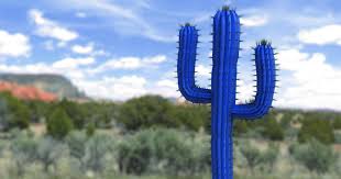 Although the cactus plant is known for its ability to thrive in dry climates, a rainwater conservation basin collects rainwater for irrigation and cleaning purposes. The Mobotix Cactus Concept Stay Untouched Cyber Security