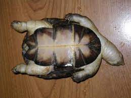 Le fait d'avoir plus d'une tortue dans un enclos peut entraîner des plus de détails dans cet article qui vous explique comment savoir si une tortue si est morte ou si elle hiberne. Ma Tortue Morte Toute Gonflee