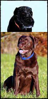 Labrador Breeders Near Me Take A Look At Labradorpuppiesforsalezimbabwe Labradorelbow Labradorgestation Labrador Retriever Labrador Labrador Puppy
