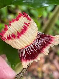 Image result for Napoleonaea angolensis